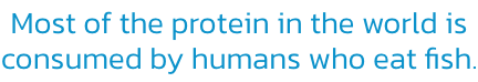 Most of the protein in the world is
consumed by humans who eat fish.