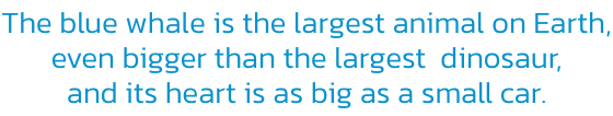 The blue whale is the largest animal on Earth,
even bigger than the largest  dinosaur, 
and its heart is as big as a small car.