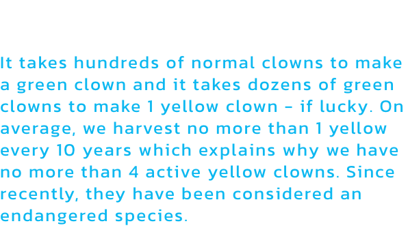 Yellow clown formula

It takes hundreds of normal clowns to make a green clown and it takes dozens of green clowns to make 1 yellow clown - if lucky. On average, we harvest no more than 1 yellow every 10 years which explains why we have no more than 4 acti